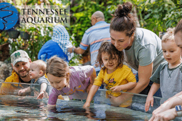 Win 3 Tickets to Tennessee Aquarium in Chattanooga