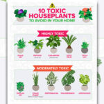 10 houseplants parents should AVOID buying