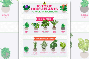 10 houseplants parents should AVOID buying