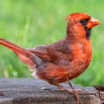  It’s the Year of Alabama Birding|Ruby-throated Hummingbird