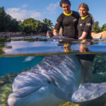 Discovery Cove|Discovery Cove - Ray Feeding|Discovery Cove - Grand Reef