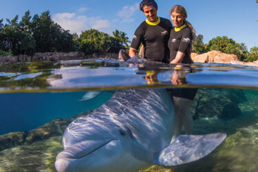 Discovery Cove|Discovery Cove - Ray Feeding|Discovery Cove - Grand Reef
