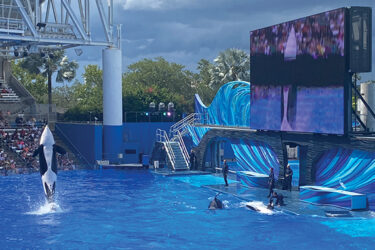 What’s New at SeaWorld Orlando?||