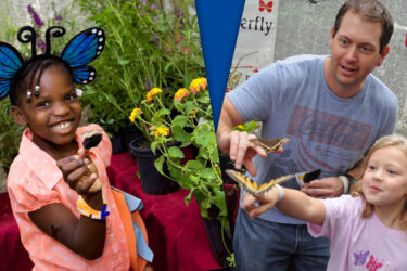 Butterfly Festival