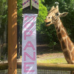 Baby Giraffe Named at Birmingham Zoo