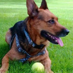 The Benefits of Pet Adoption|Gypsy to the Rescue