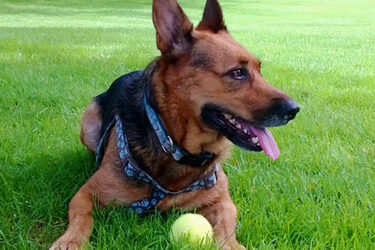 The Benefits of Pet Adoption|Gypsy to the Rescue