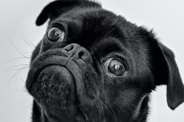  Six Tips To Keep Pets Safe During Storm Season