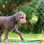 Dog safety in the heat