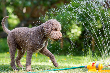 Dog safety in the heat