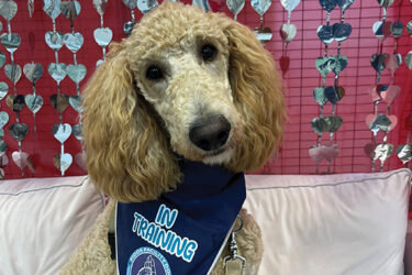 What is a “Facility” Dog?