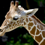Sozo Children to Host Inaugural Sozo Safari at the Birmingham Zoo|elephant-featured