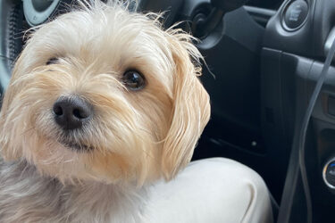 Look Under the Hood Before Booking a Pet-friendly Hotel