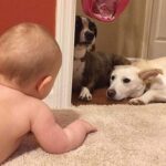 How to Mix Toddlers and Puppies