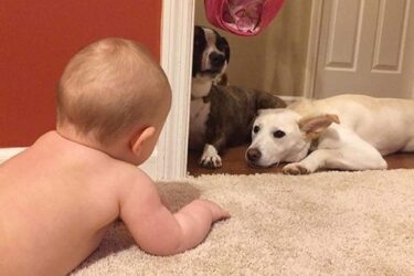 How to Mix Toddlers and Puppies