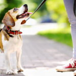 4 Tips for Welcoming a New Dog into Your Home|One True Loyalty Program and how to get your adoption fees covered.
