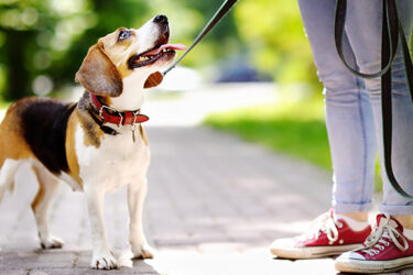 4 Tips for Welcoming a New Dog into Your Home|One True Loyalty Program and how to get your adoption fees covered.