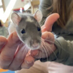 Funding for Classroom Pets Available to Teachers 
