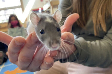 Funding for Classroom Pets Available to Teachers 