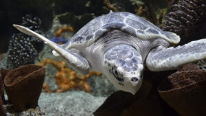 Kale the Sea Turtle at Cook Museum of Natural Science