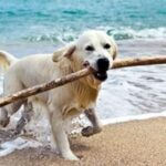 Traveling With Fido | Birminghamparent.com
