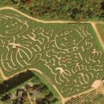 Local Corn Maze Celebrates 50 Years of ???It's the Great Pumpkin