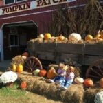 The Great Pumpkin Patch | Birminghamparent.com